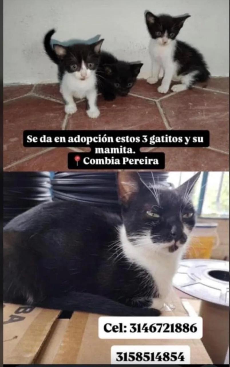 Mamá gata y sus tres bebés buscan un hogar