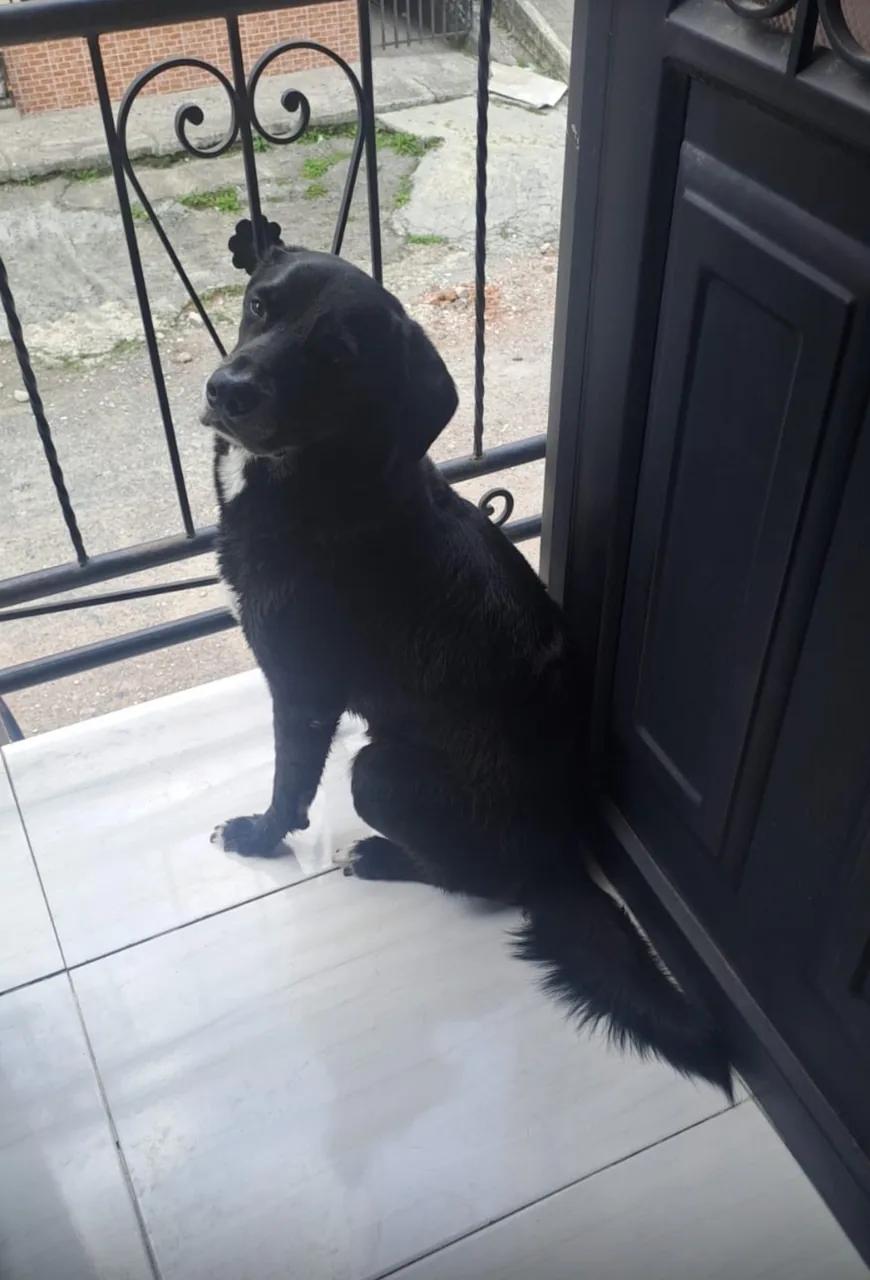 Perrito muy lindo, muy juicioso, muy amigable busca un hogar 🥹🥰