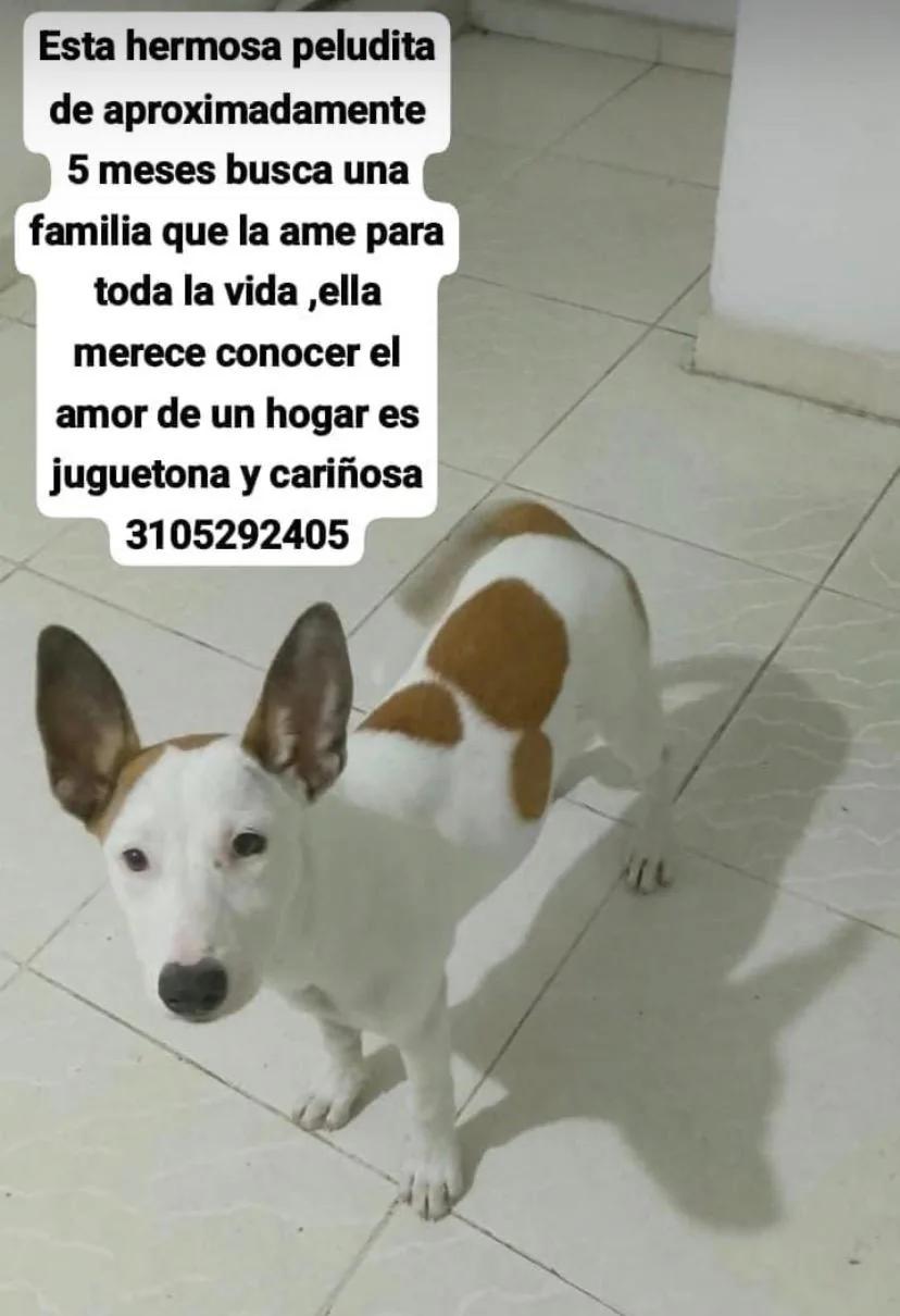 Perrita de 6 meses juguetona y cariñosa busca un hogar lleno de amor