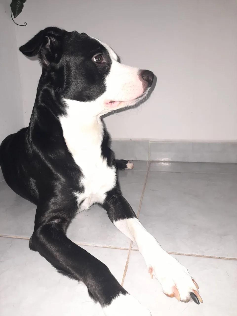 Tengo un perrito de 1 año, raza pitbull, está castrado y tiene vacunas al día, p