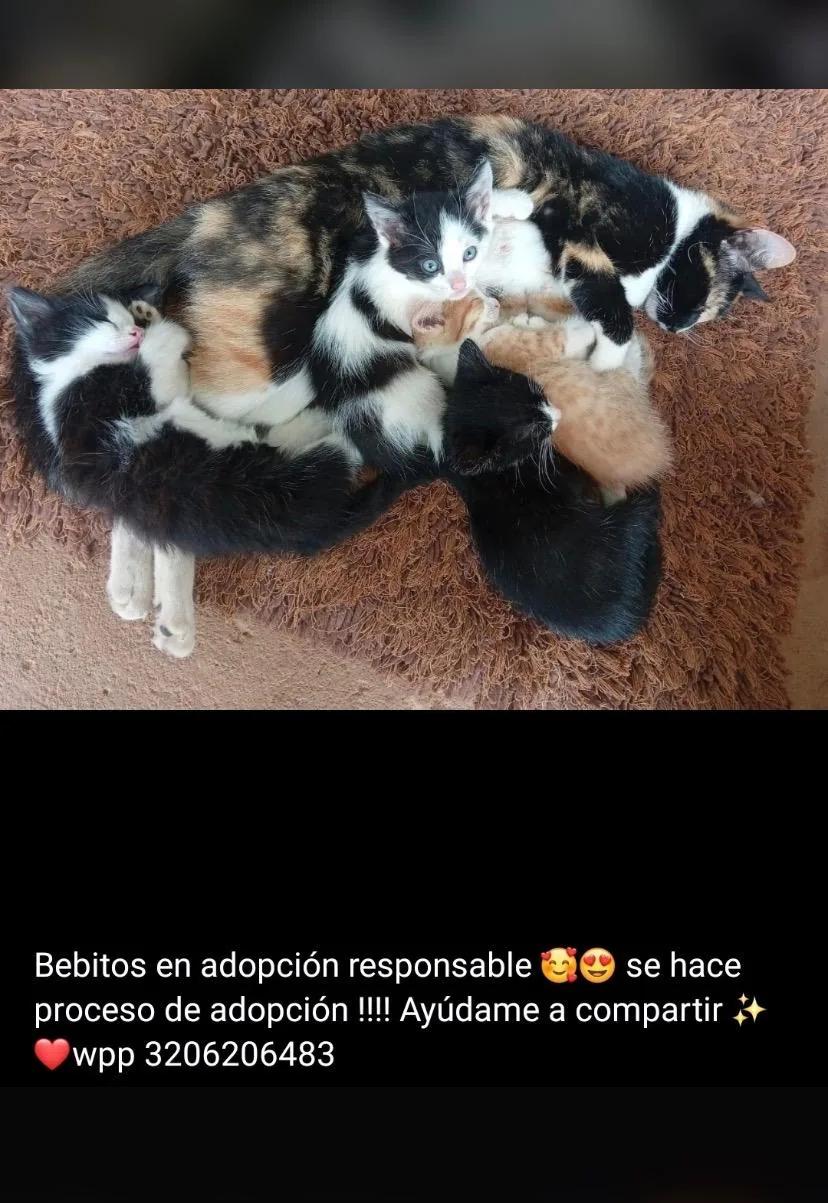 Lindos gatitos buscan una familia, se hace proceso de adopción