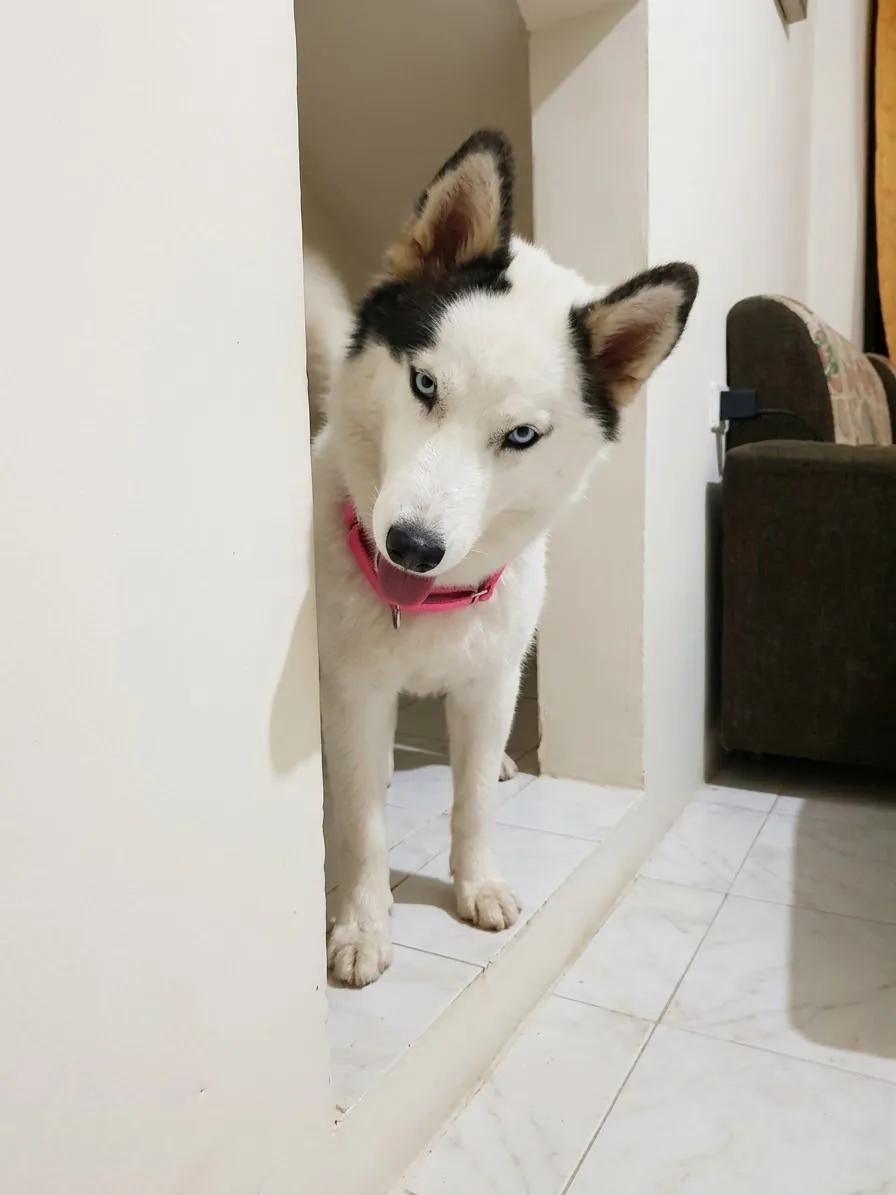 Tengo una perrita huskies siberiana de un año.